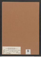Navicula cuspidata var. longicollis Suring. (de-Toni-Nr.: Genus 1, Species 490) Zeichnungen Sammlung Grunow Mappe 00431 (Herbarium_W_Grunow_drawings_Folder_00431)